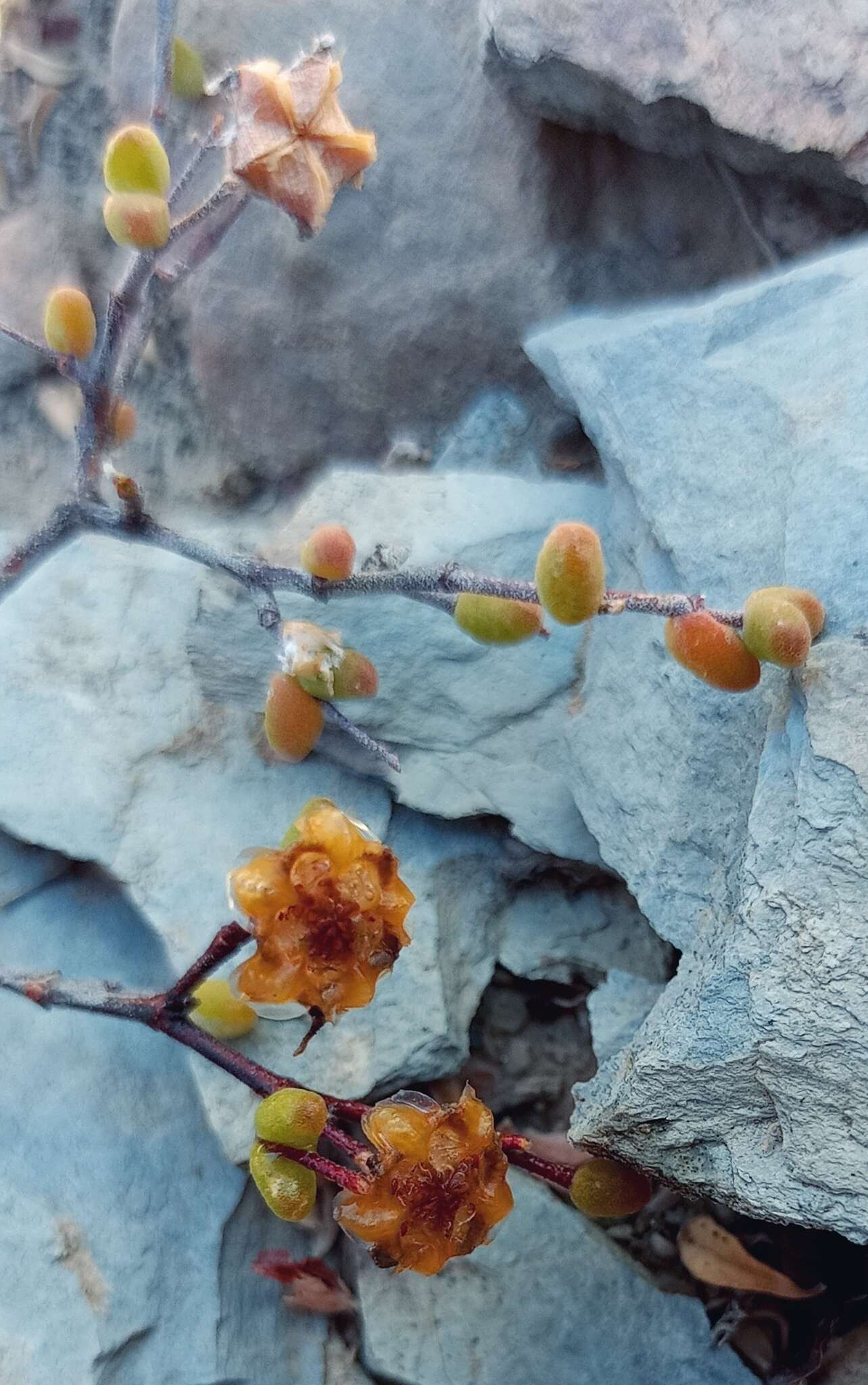 Imagem de Drosanthemum globosum L. Bol.