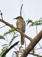 Image of Streak-breasted Honeyeater