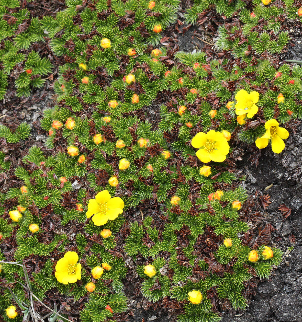 Image of Argentina microphylla (D. Don) Soják