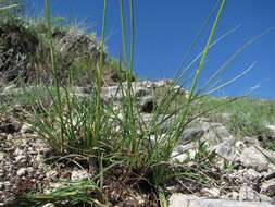 صورة Psathyrostachys rupestris (F. N. Alex.) Nevski