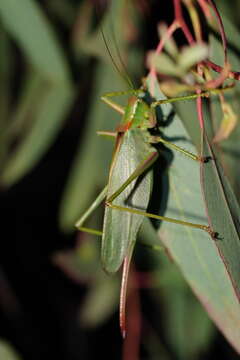 Image of Terpandrus endota Rentz & D. C. F. 2001