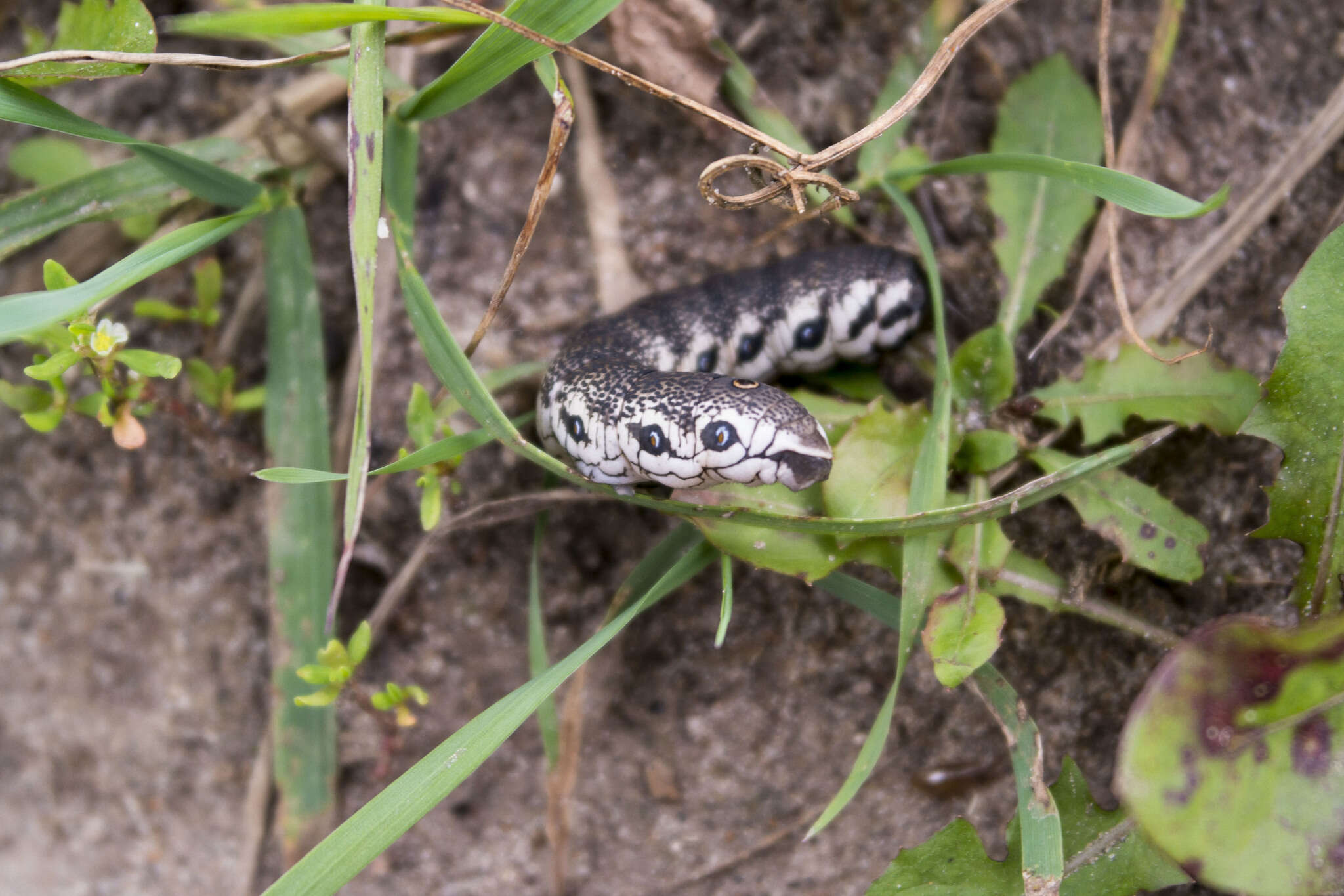 Image of Willowherb Hawkmoth