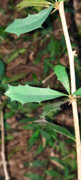 Image of Berberis ruscifolia Lam.