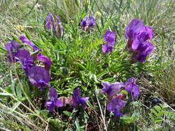 Image of Oxytropis nuda Basil.