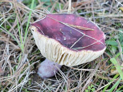 Image of Russula torulosa Bres. 1929