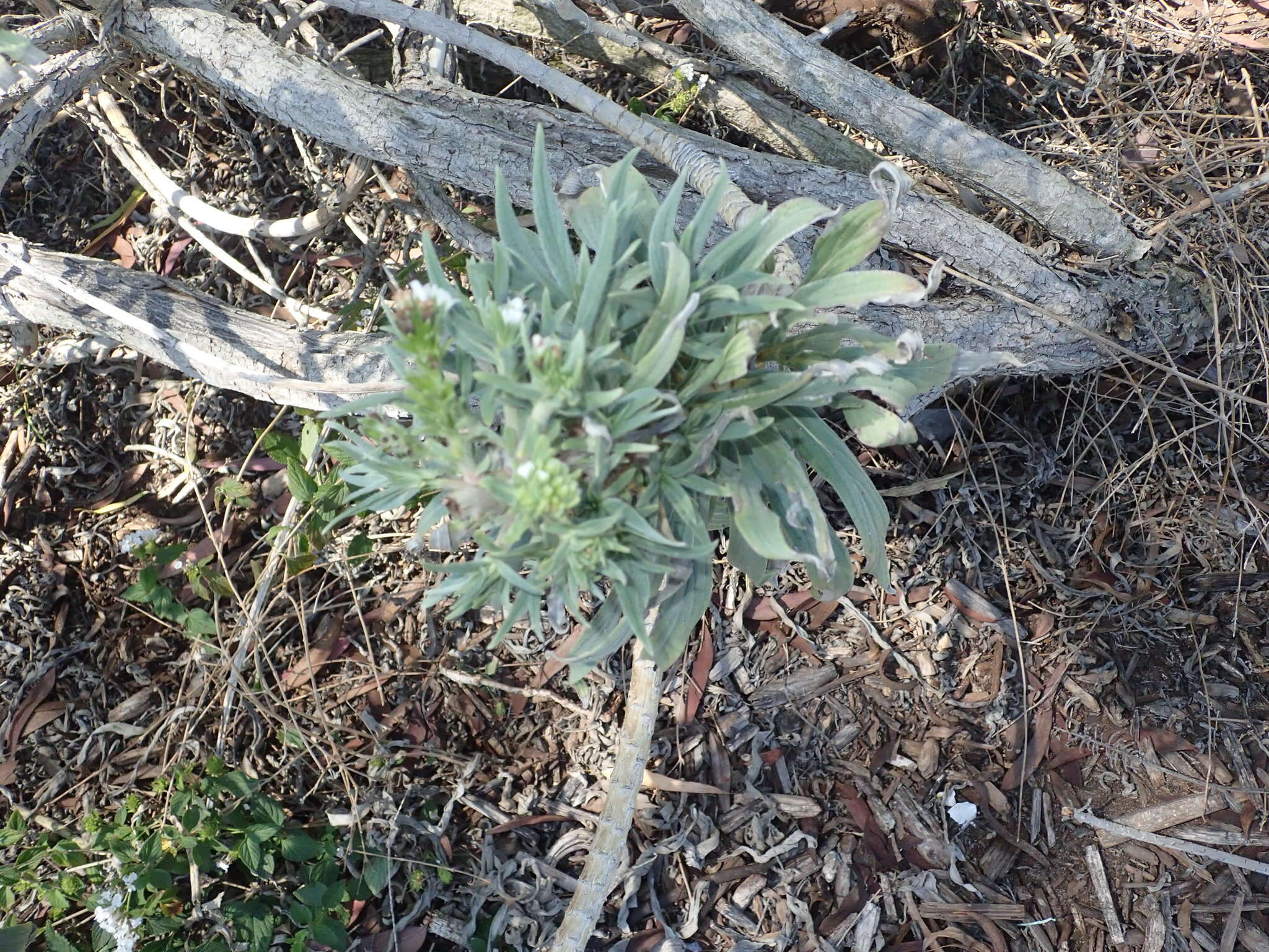 Imagem de Echium candicans L. fil.