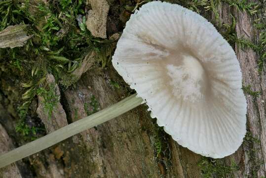 Image of Mycena niveipes (Murrill) Murrill 1916