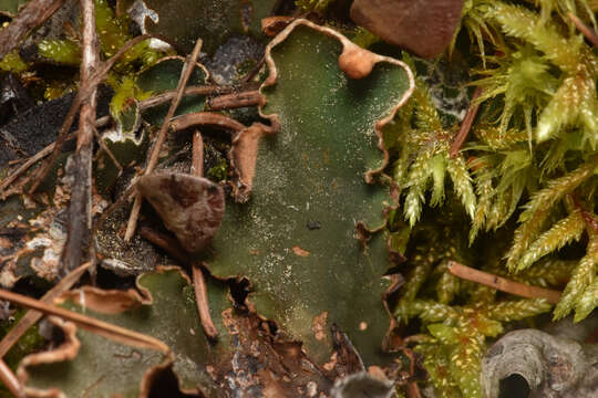 Image of felt lichen