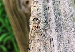 Image of Southern Tussock Moth