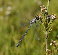 Image de Austroargiolestes calcaris (Fraser 1958)