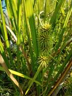 Image of American bur-reed