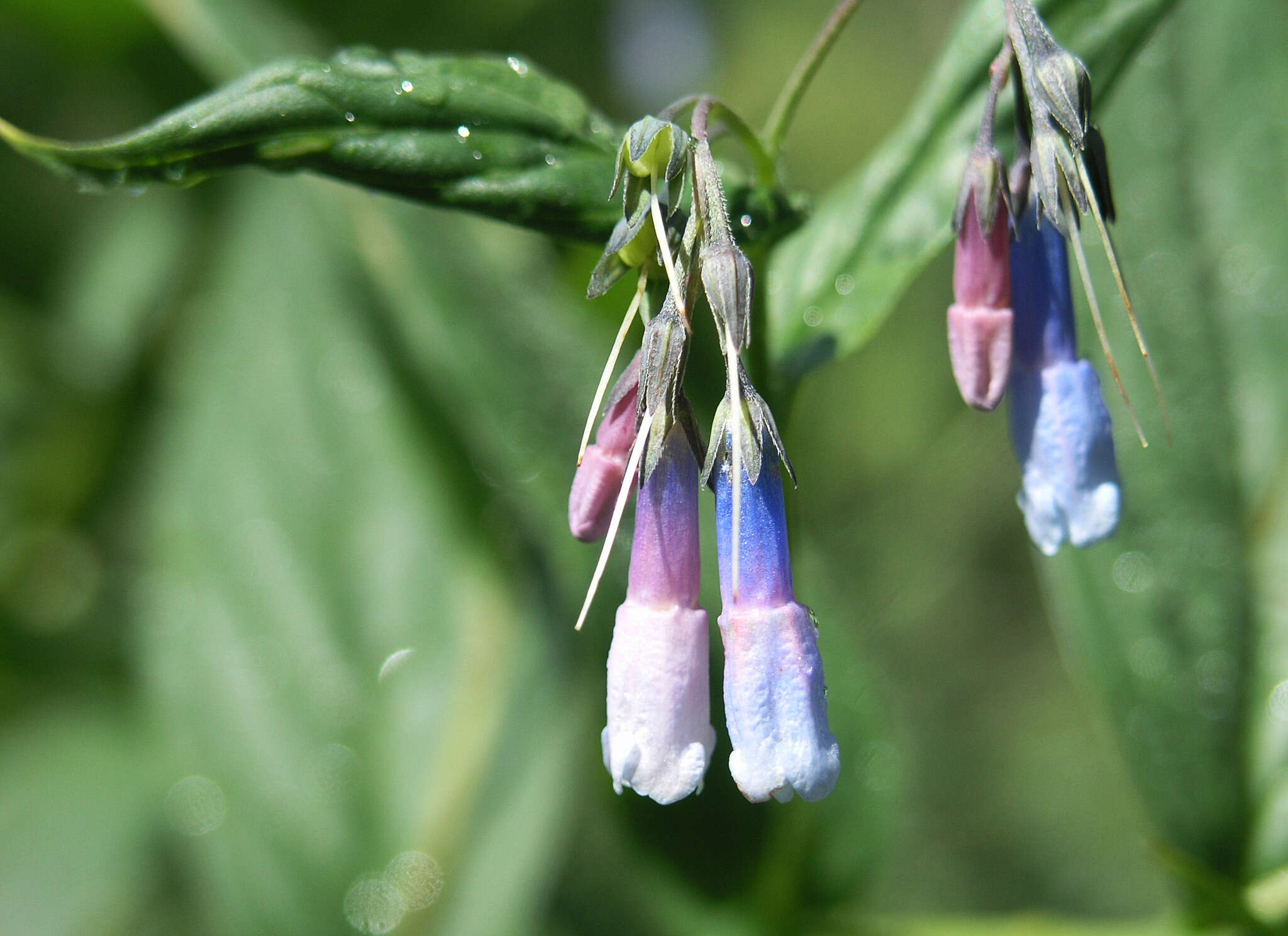 Image of Franciscan Bluebells