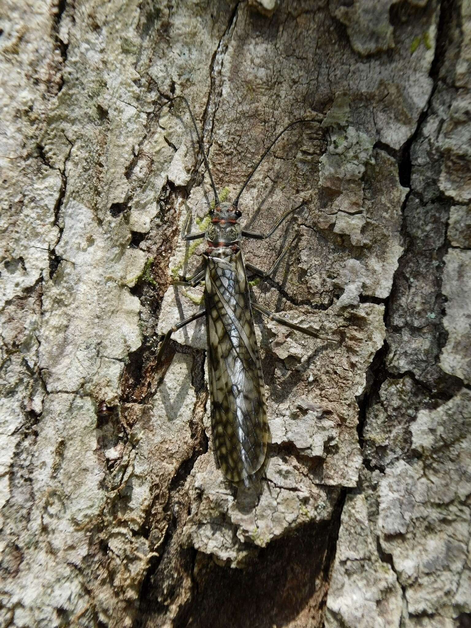 Image of Appalachian Salmonfly