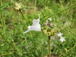 Image of Texas manjack