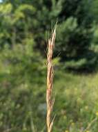 صورة Helictochloa compressa (Heuff.) Romero Zarco