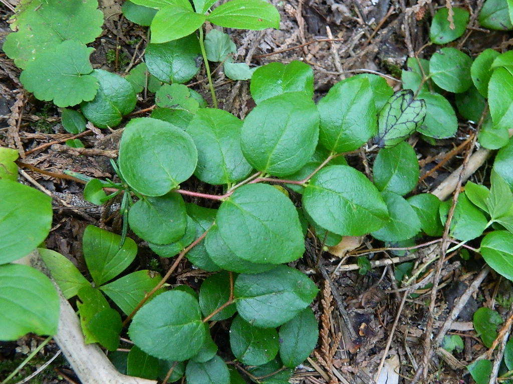 Image of Western Teaberry