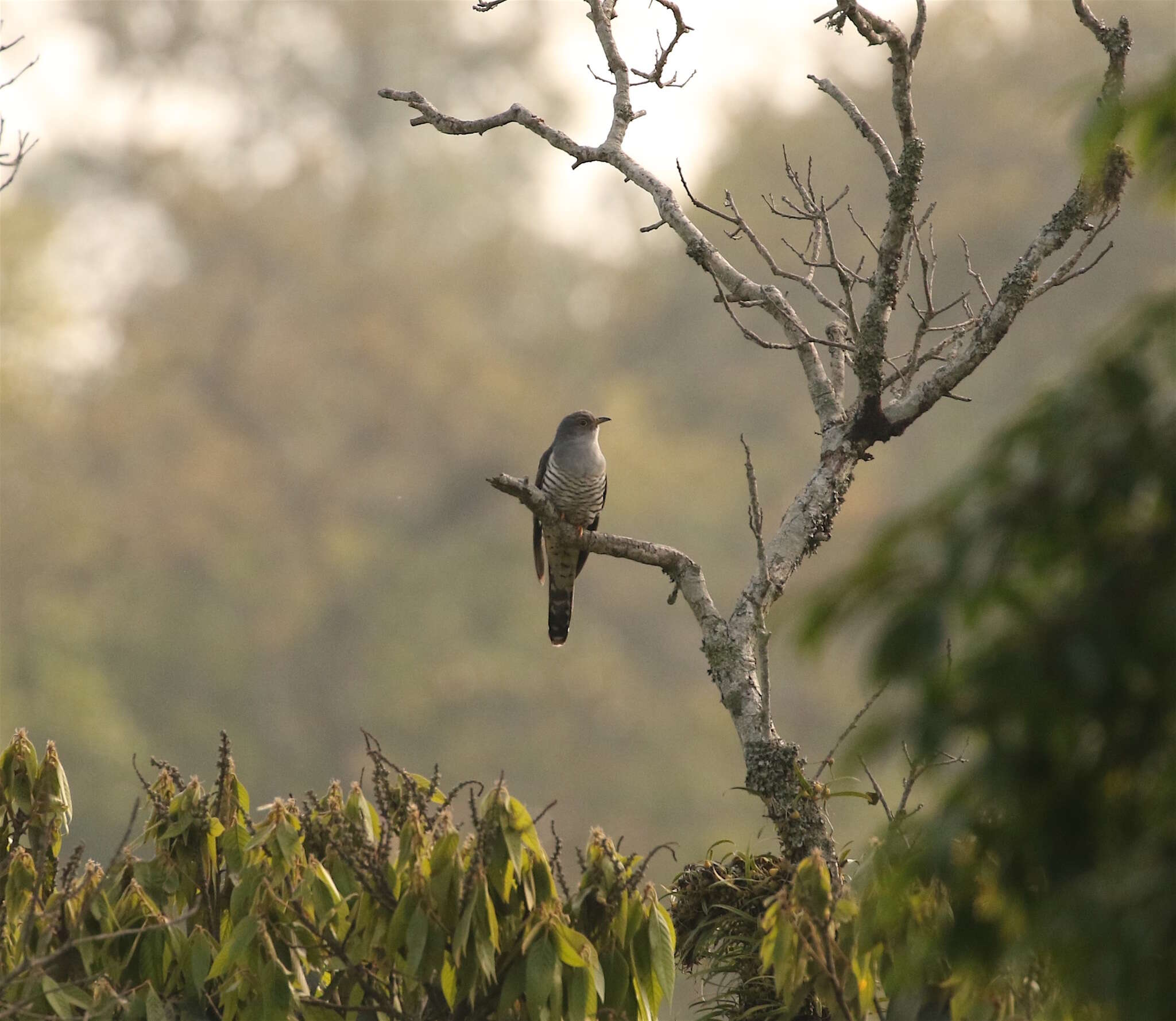 Image of Himalayan Cuckoo