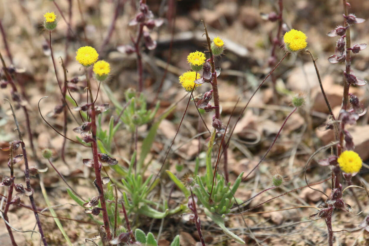 Asteridea athrixioides (Sonder & Mueller) G. Kroner的圖片