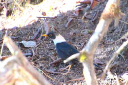 Image of White-collared Blackbird