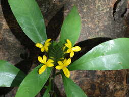 Image of Barleria oenotheroides Dum.-Cours.