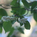 Image de Styrax glabrescens Benth.