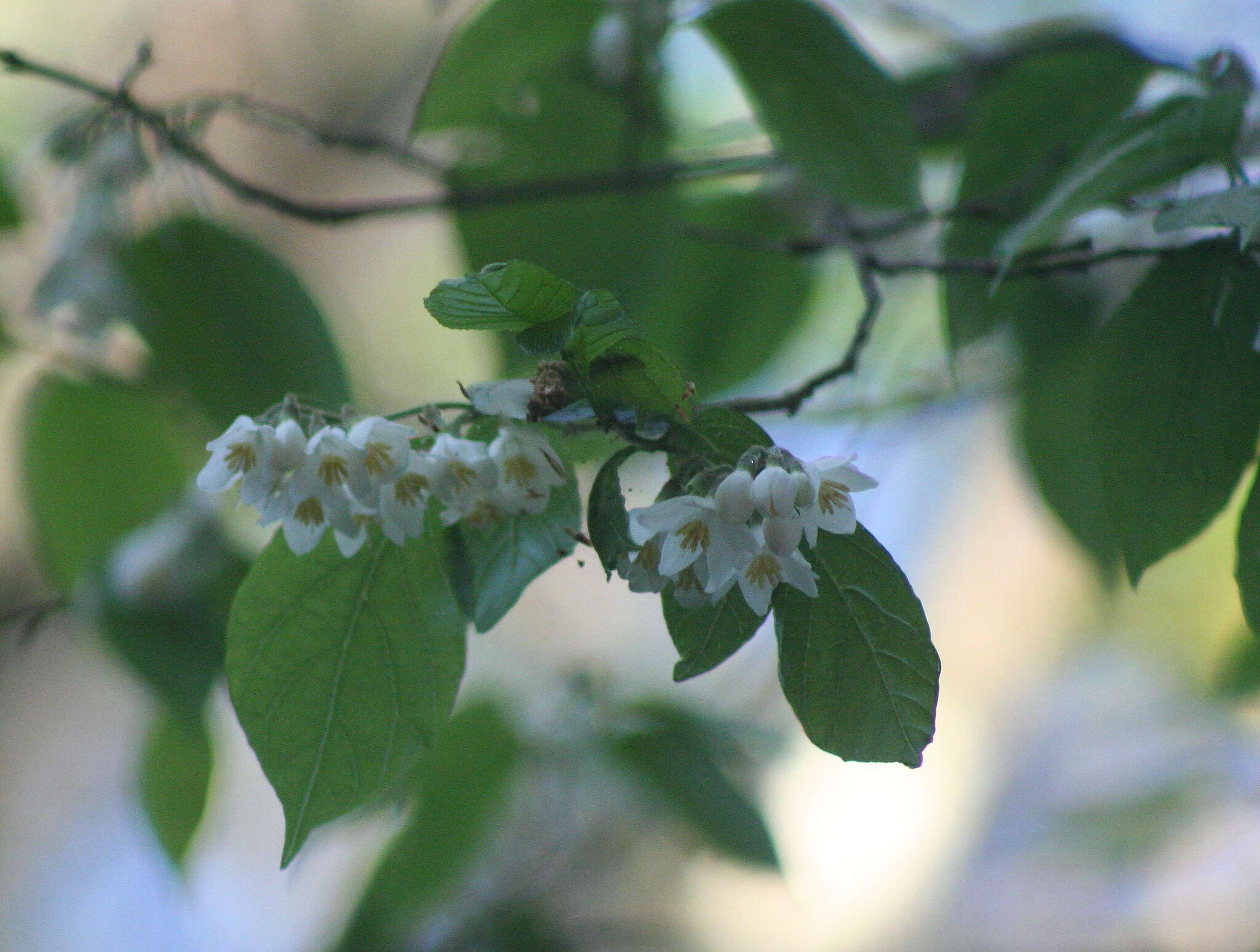 Image of Styrax glabrescens Benth.