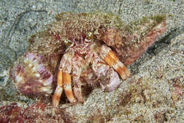 Image of Banded eyestalk hermit crab