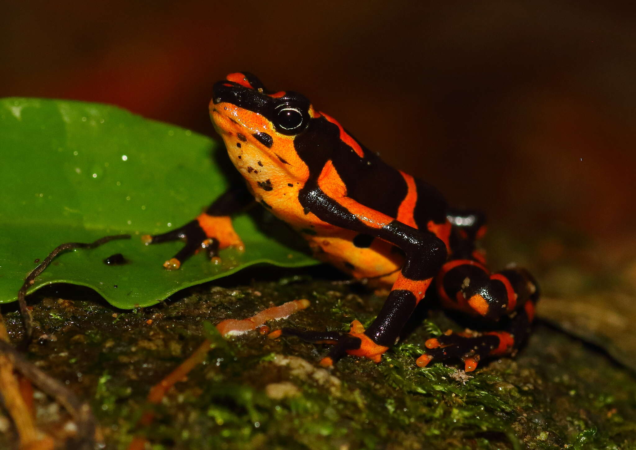 Image of Clown Frog