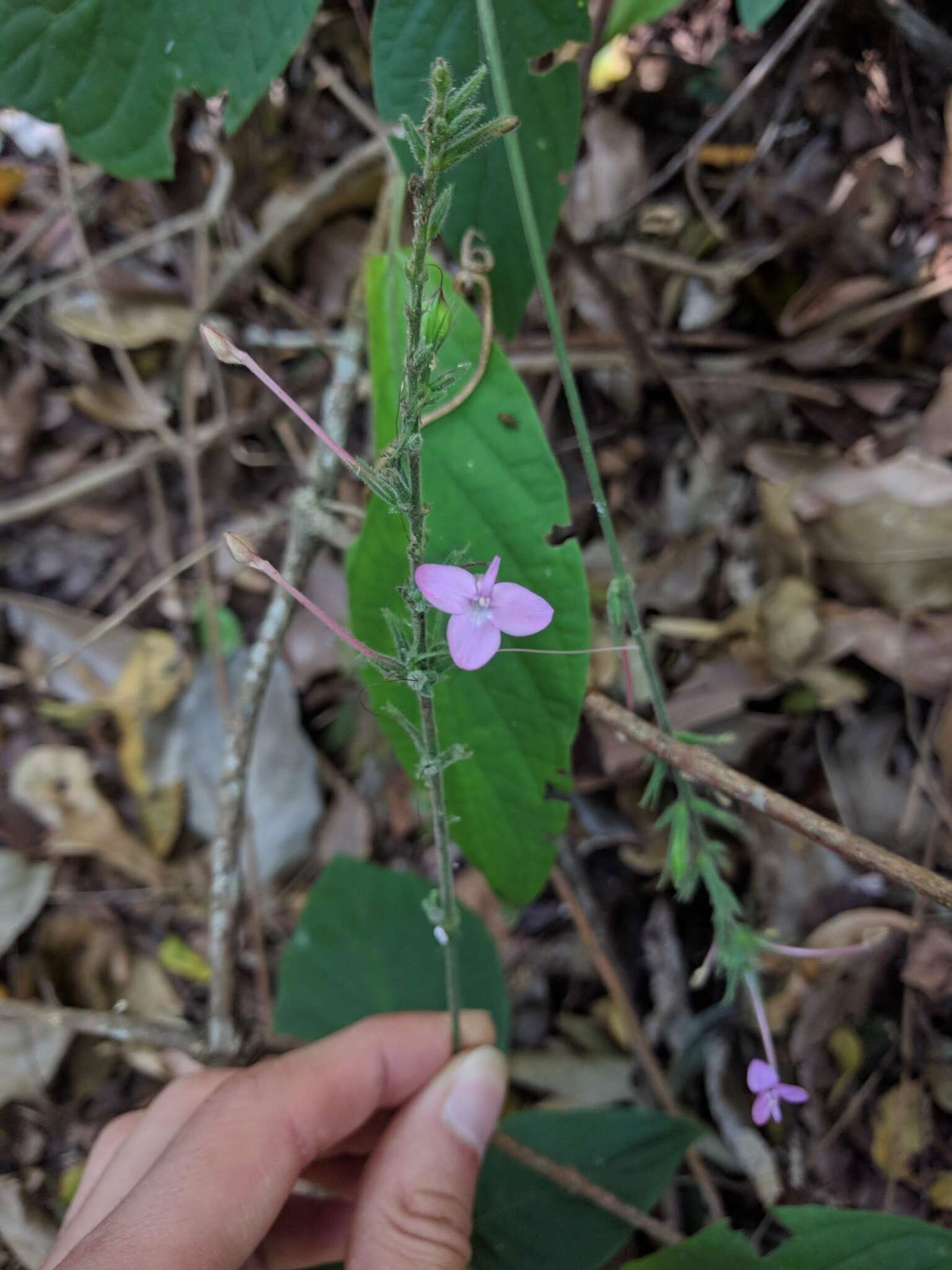 Pachystachys dubiosa (Lindau) A. L. A. Côrtes resmi