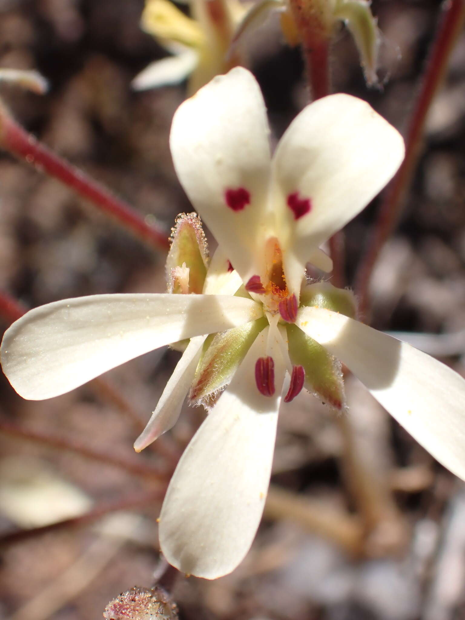 Image of Pelargonium nervifolium Jacq.