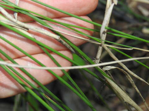 Image of River grass