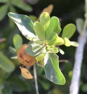 Diospyros intricata (A. Gray) Standl.的圖片