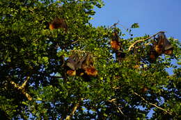 Image of Rodrigues Flying Fox