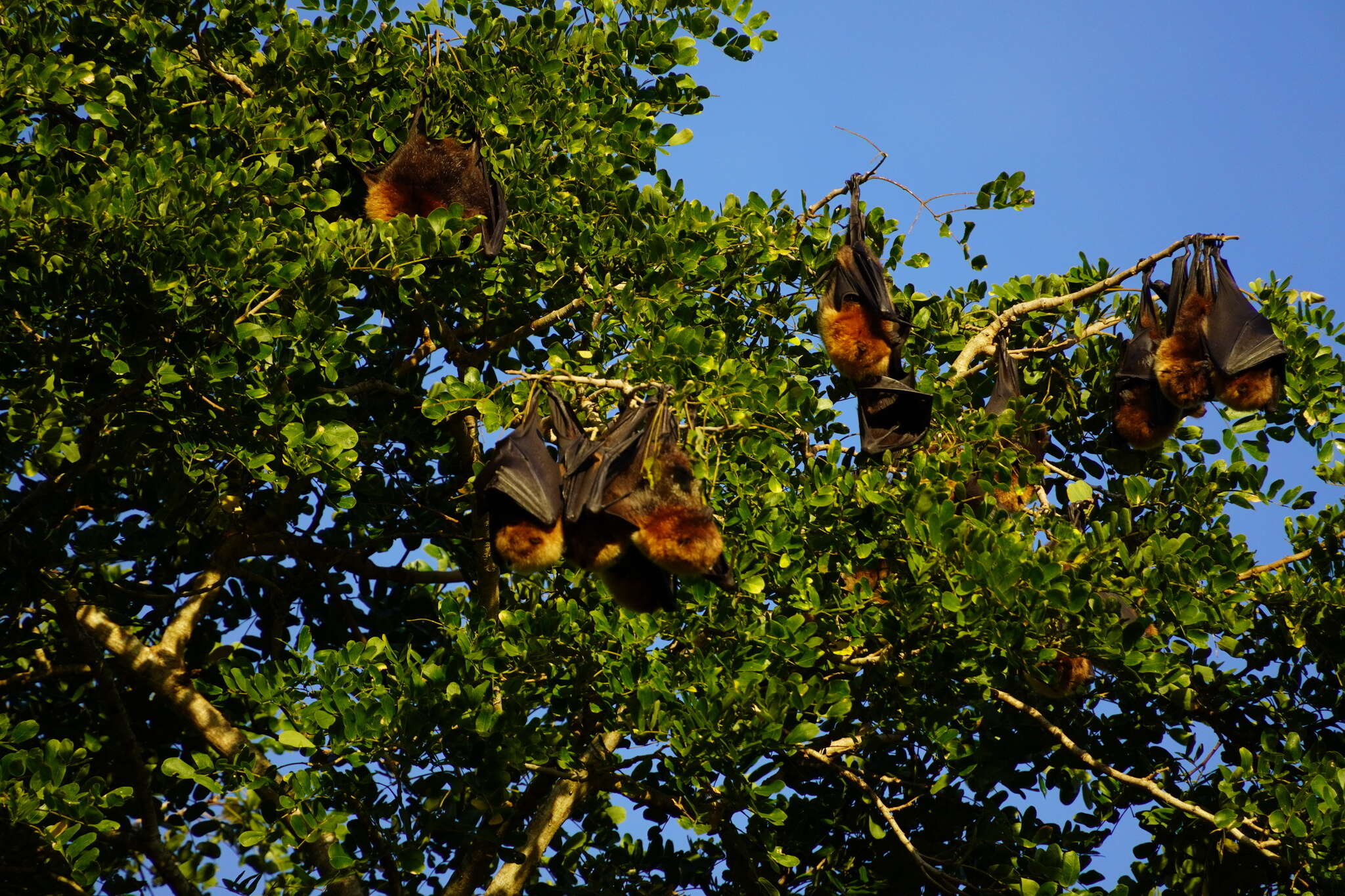 Image of Rodrigues Flying Fox
