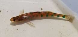 صورة Etheostoma gracile (Girard 1859)