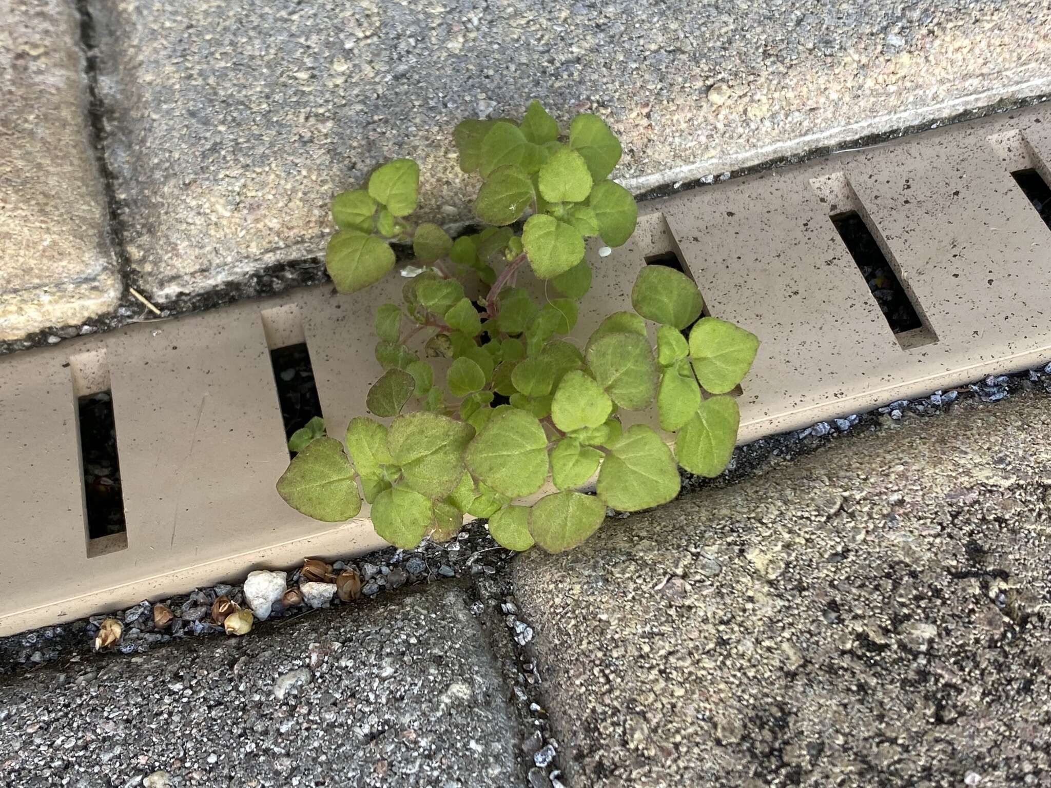 Image of Florida pellitory