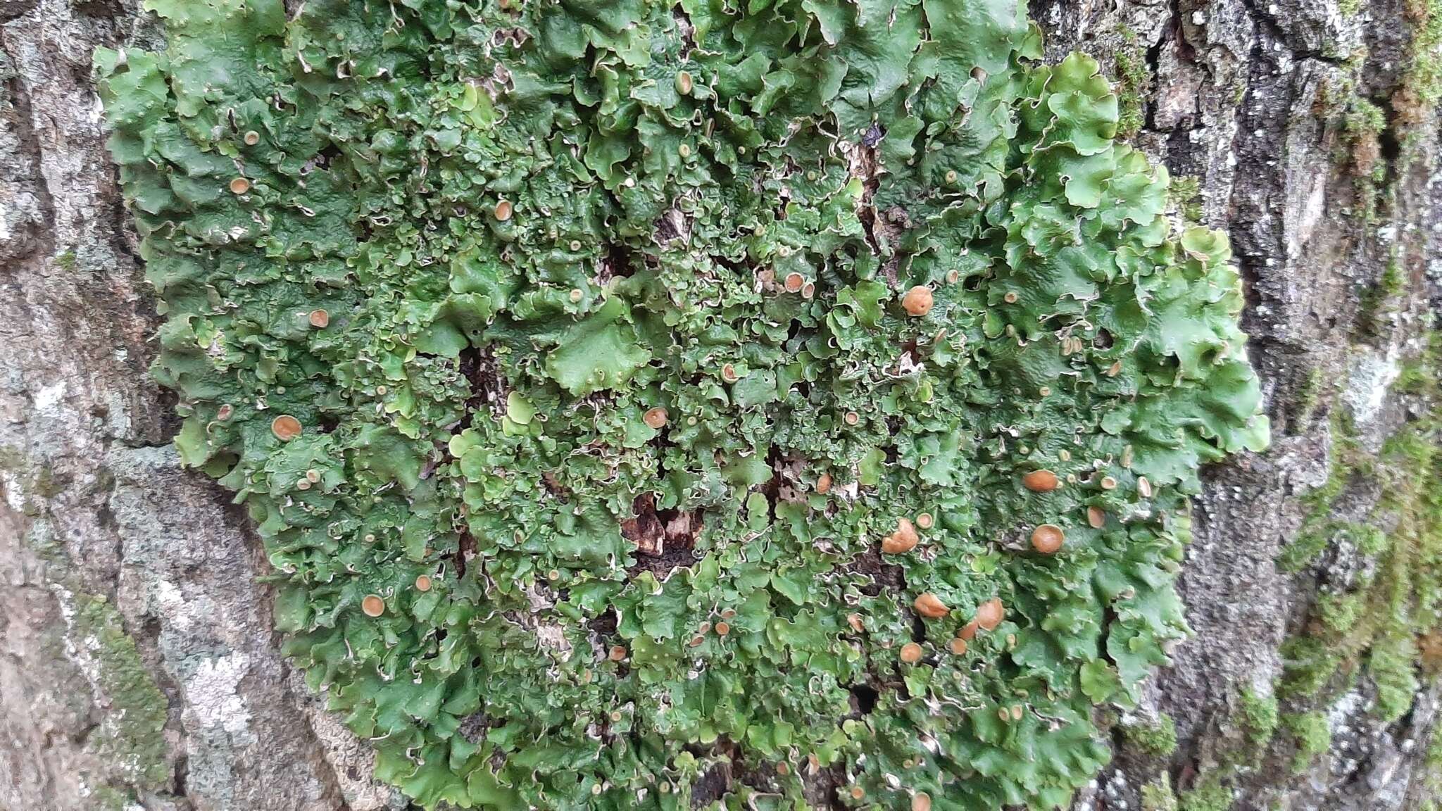 Image of <i>Ricasolia virens</i>