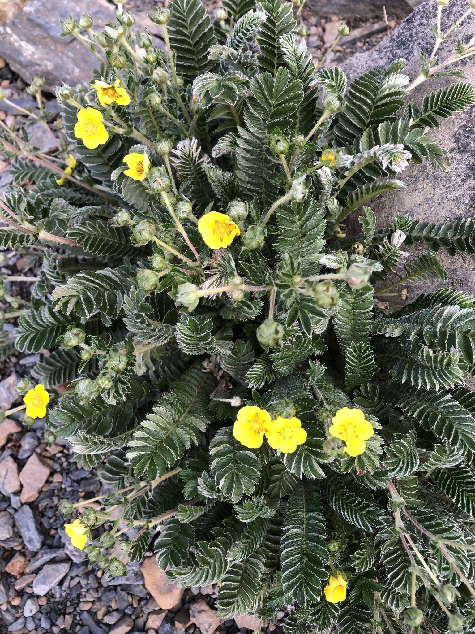 Image de Argentina tugitakensis (Masam.) Soják