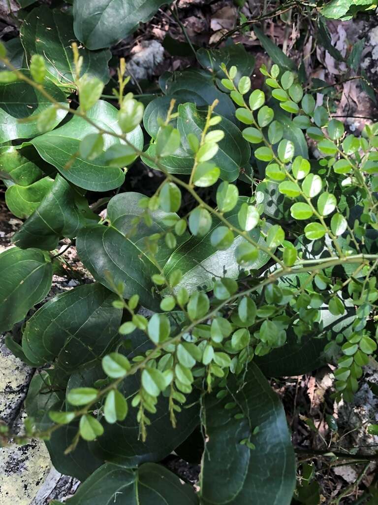 Image of Capparis sarmentosa A. Cunn. ex Benth.