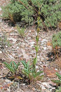 Sivun Penstemon pachyphyllus var. congestus (M. E. Jones) N. H. Holmgren kuva