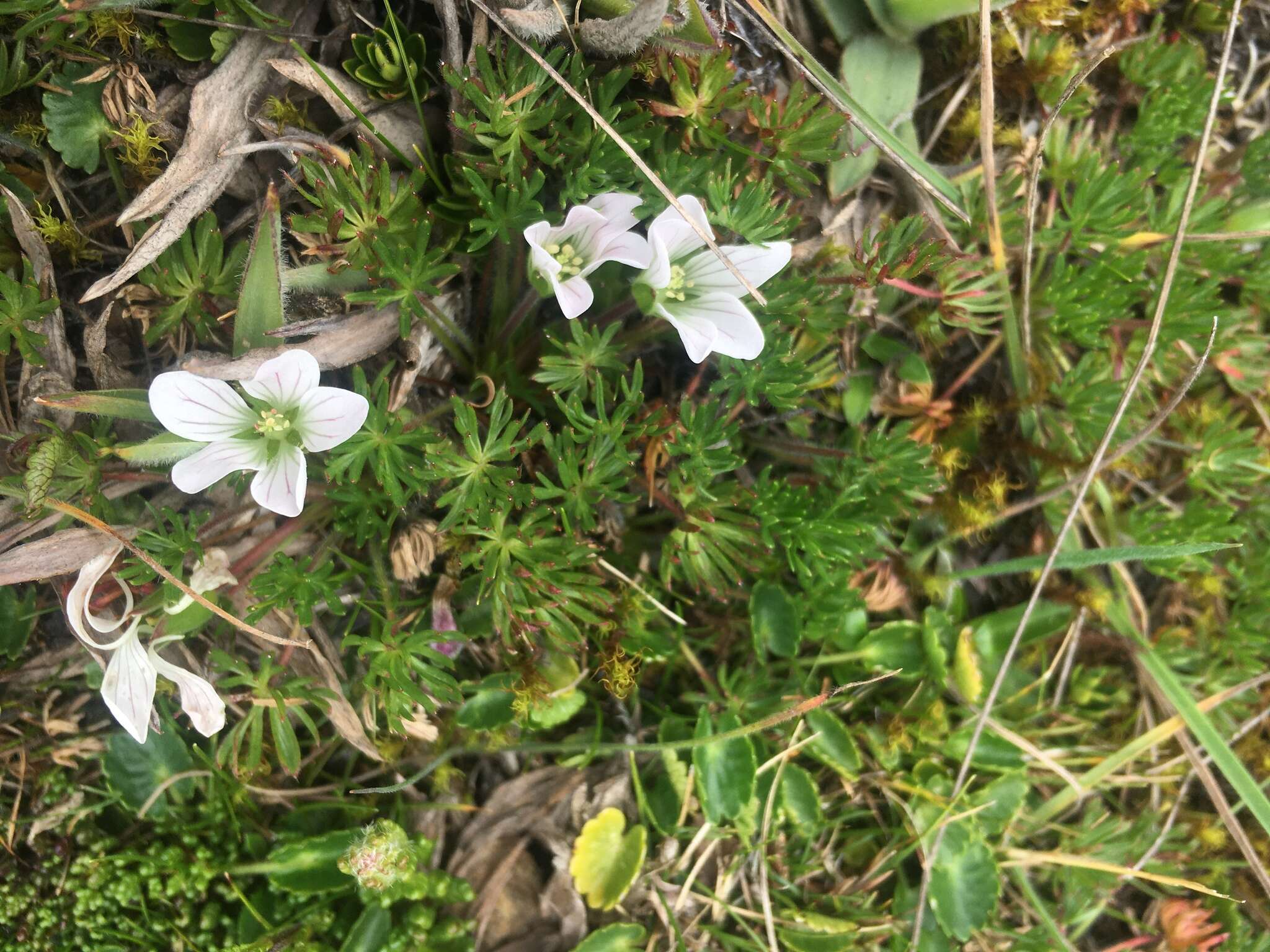 Image of Geranium multipartitum Benth.