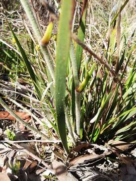 Image of Conostylis aculeata R. Br.