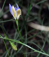 Imagem de Wahlenbergia luteola P. J. Sm.