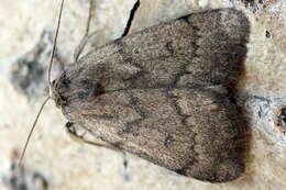 Image of Marsh moth