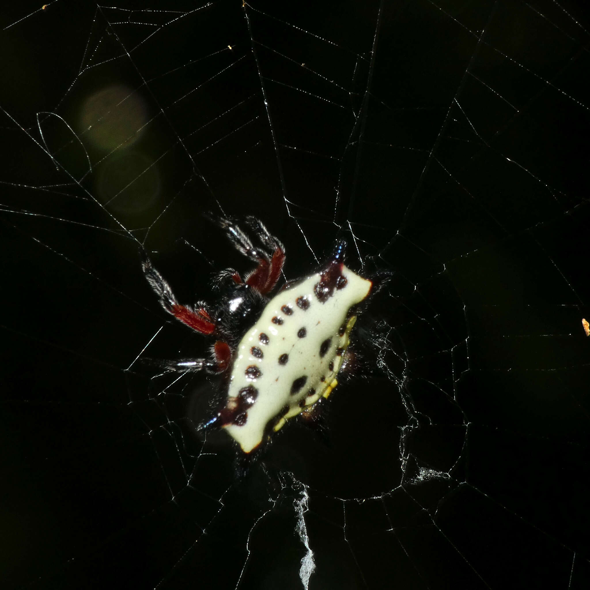 Image of Gasteracantha sanguinolenta C. L. Koch 1844