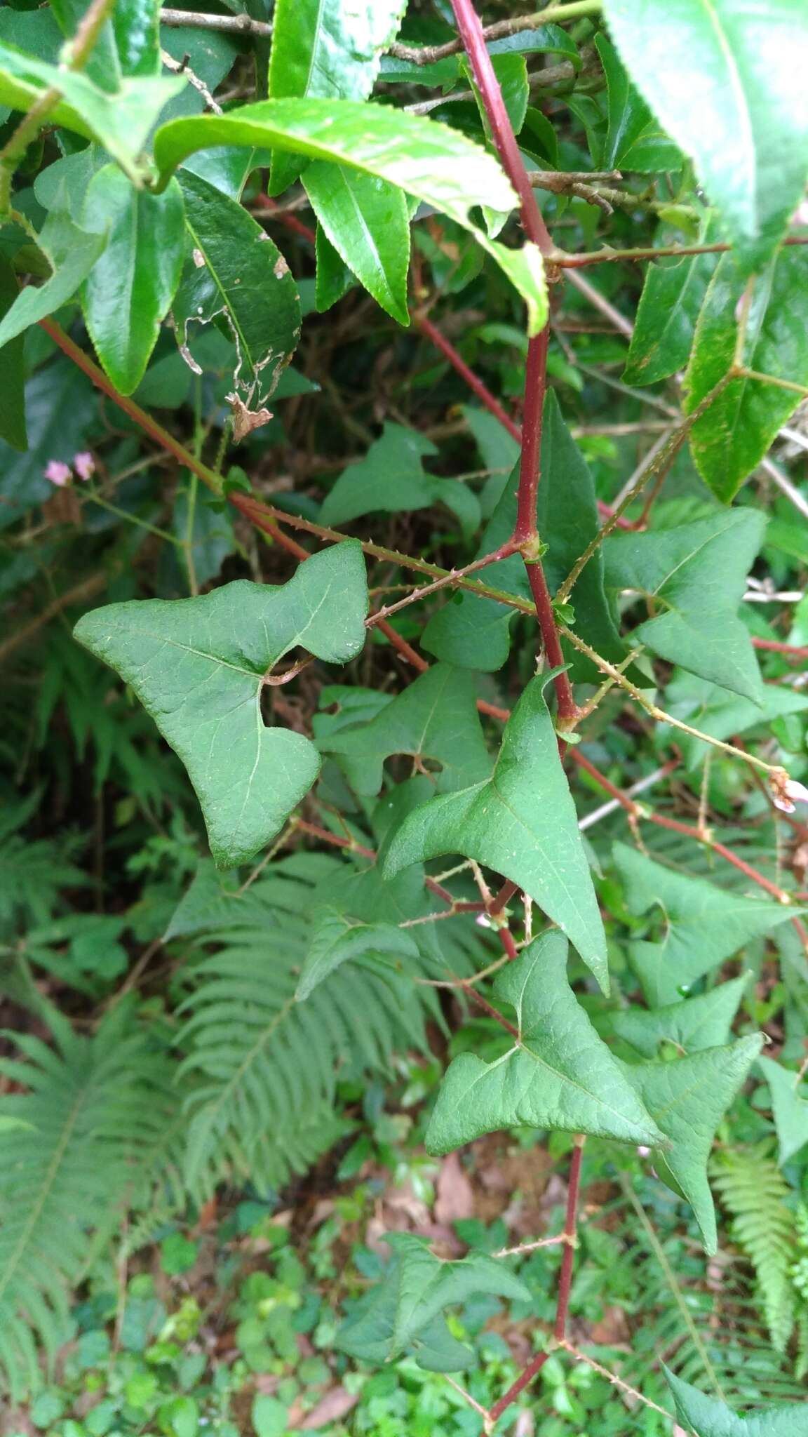 Persicaria senticosa (Meisn.) H. Gross的圖片