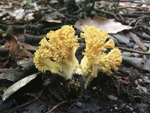 Ramaria flava (Schaeff.) Quél. 1888 resmi