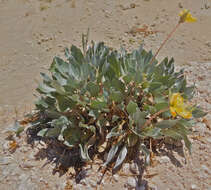 Oenothera macrocarpa subsp. incana (A. Gray) W. L. Wagner resmi