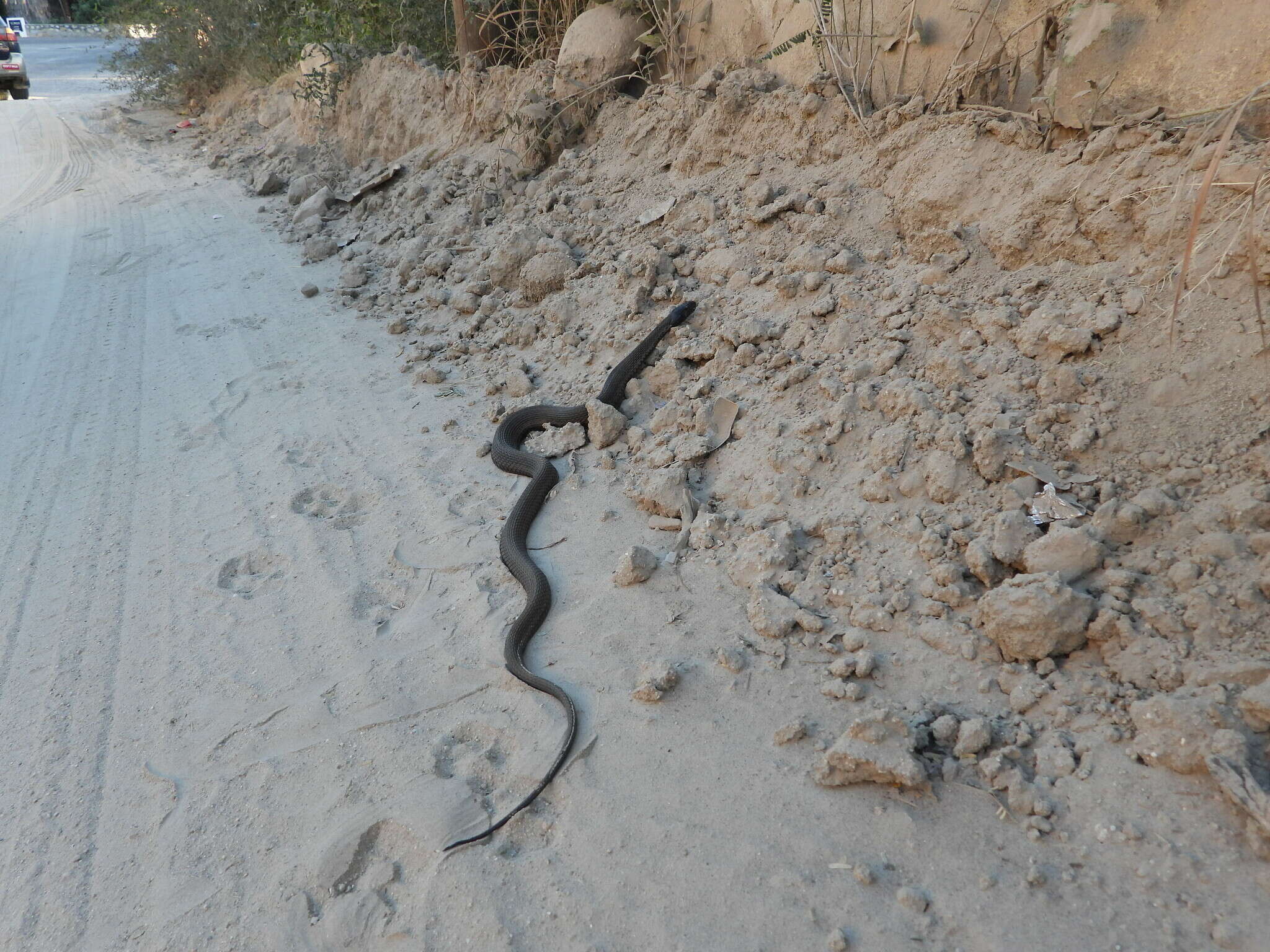 Image of Thamnophis validus celaeno (Cope 1861)