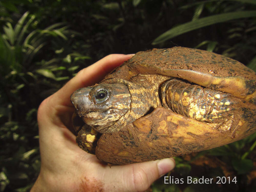 Image of Brown Land Turtle